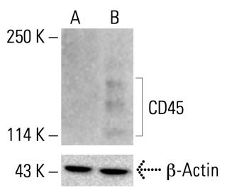 CD45 Antibody (30-F11) | SCBT - Santa Cruz Biotechnology