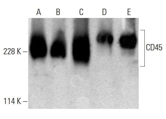 cd45-antibody-35-z6-western-