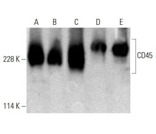 western blotting image from recommended CD45 (35-Z6) monoclonal antibody replacement. Image 384065