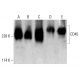 western blotting image from recommended CD45 (35-Z6) monoclonal antibody replacement. Image 384065