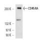 CD45RA Antibody (OX33) - Western Blotting - Image 14352 