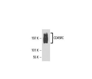 CD45RC Antibody (3H1437): sc-70710