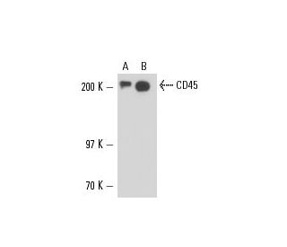 CD45 Antibody (351C5) - Western Blotting - Image 16219
