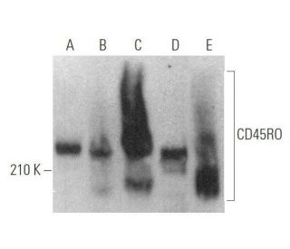 CD45RO Antibody (UCH-L1) - Western Blotting - Image 352405 