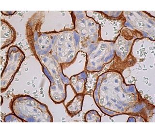CD46 Antibody (C-10) | SCBT - Santa Cruz Biotechnology