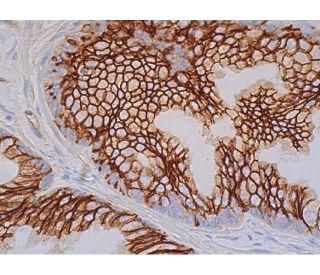 CD46 Antibody (C-10) | SCBT - Santa Cruz Biotechnology