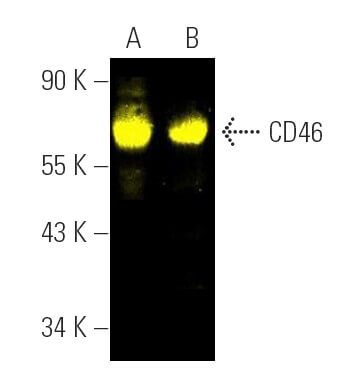 CD46 Antibody (C-10) | SCBT - Santa Cruz Biotechnology