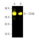western blotting image from recommended CD46 (C-10) monoclonal antibody replacement. Image 391457