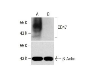 cd47-antibody-b6h12-western-