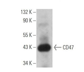 CD47 Antibody (MIAP301) - Western Blotting - Image 361488 