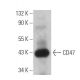 CD47 Antibody (MIAP301) - Western Blotting - Image 361488 