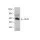 CD47 Antibody (MIAP301) - Western Blotting - Image 377030