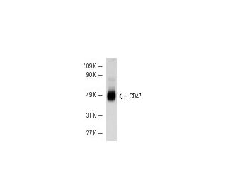 western blotting image from recommended CD47 (B6H12) monoclonal antibody replacement. Image 4882