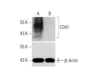 CD47 (B6H12): sc-12730: Western blot analysis of CD47 expression in... 