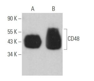 CD48 Antibody (0.N.139) - Western Blotting - Image 364105 
