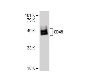 CD48 Antibody (0.N.140) - Western Blotting - Image 38394 