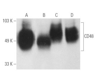 CD48 Antibody (HM48-1) - Western Blotting - Image 4888 