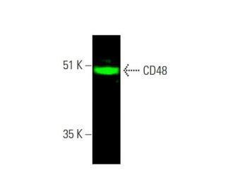 CD48 Antibody (5-4.8) - Western Blotting - Image 385544