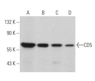 CD5 Antibody (H-3) - Western Blotting - Image 363555