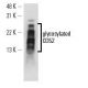 CD52 Antibody (HI186) - Western Blotting - Image 13626