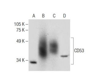 CD53 Antibody (B-12) - Western Blotting - Image 286858Each CRISPR/Cas9 Knockout (KO) Plasmid product consists of a pool of 3 plasmids designed to ensure identification and cleavage of a specific gene for maximum knockout efficiency. Each plasmid encodes a unique 20 nt sequence derived from the GeCKO (v2) library.