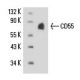 CD55 Antibody (67) - Western Blotting - Image 15731 
