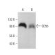 CD55 Antibody (67) - Western Blotting - Image 378729 