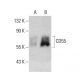 CD55 Antibody (67) - Western Blotting - Image 388009