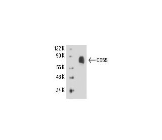 CD55 Antibody (BRIC 216) - Western Blotting - Image 15730 