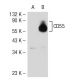 CD55 Antibody (H-7) - Western Blotting - Image 51693