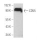 CD55 Antibody (H-7) - Western Blotting - Image 363060 