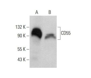 CD55 Antibody (H-7) - Western Blotting - Image 378733 