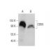 CD55 Antibody (H-7) - Western Blotting - Image 378733 