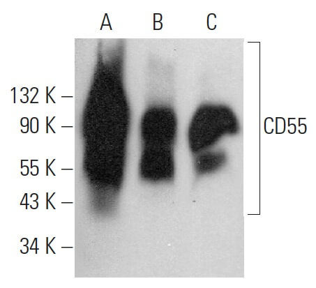cd55-antibody-nam16-4d3-