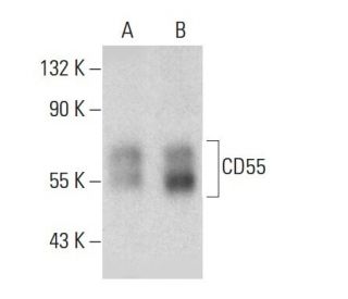 CD55 Antibody (NaM16-4D3) | SCBT - Santa Cruz Biotechnology