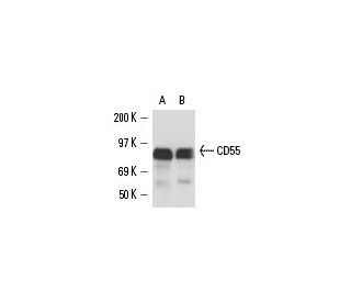 CD55 Antibody (NaM16-4D3) - Western Blotting - Image 15703