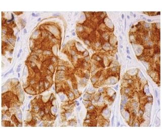 CD57 Antibody (HNK-1) | SCBT - Santa Cruz Biotechnology