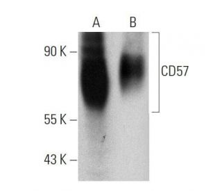 CD57 Antibody (HNK-1) - Western Blotting - Image 359443 