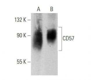 CD57 Antibody (NK-1) - Western Blotting - Image 359442 