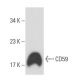 CD59 Antibody (1B4) - Western Blotting - Image 16224