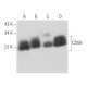 western blotting image from recommended CD59 (H-7) monoclonal antibody replacement. Image 356686