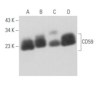 western blotting image from recommended CD59 (H-7) monoclonal antibody replacement. Image 356686