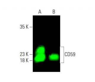 CD59 Antibody (H-7) - Western Blotting - Image 386694