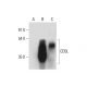 CD5L Antibody (F-1) - Western Blotting - Image 317957 