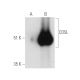 CD5L Antibody (F-1) - Western Blotting - Image 390087