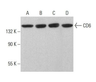 CD6 Antibody (H-6) - Western Blotting - Image 382335 