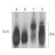 CD6 Antibody (UMCD6/3F7B5) - Western Blotting - Image 15662 