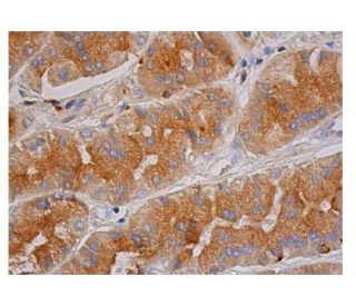 CD63 Antibody (E-12) - Immunohistochemistry - Image 348795 