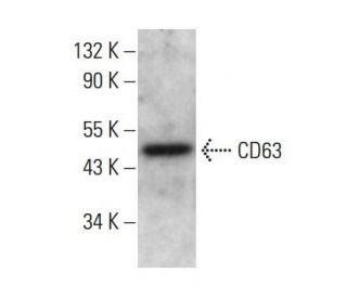 CD63 Antibody E 12 SCBT Santa Cruz Biotechnology