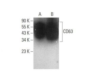 CD63 Antibody MX 49.129.5 SCBT Santa Cruz Biotechnology